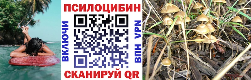 Галлюциногенные грибы Psilocybine cubensis ОМГ ОМГ Сухой Лог